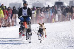 Lenk 2013